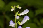 Showy skullcap